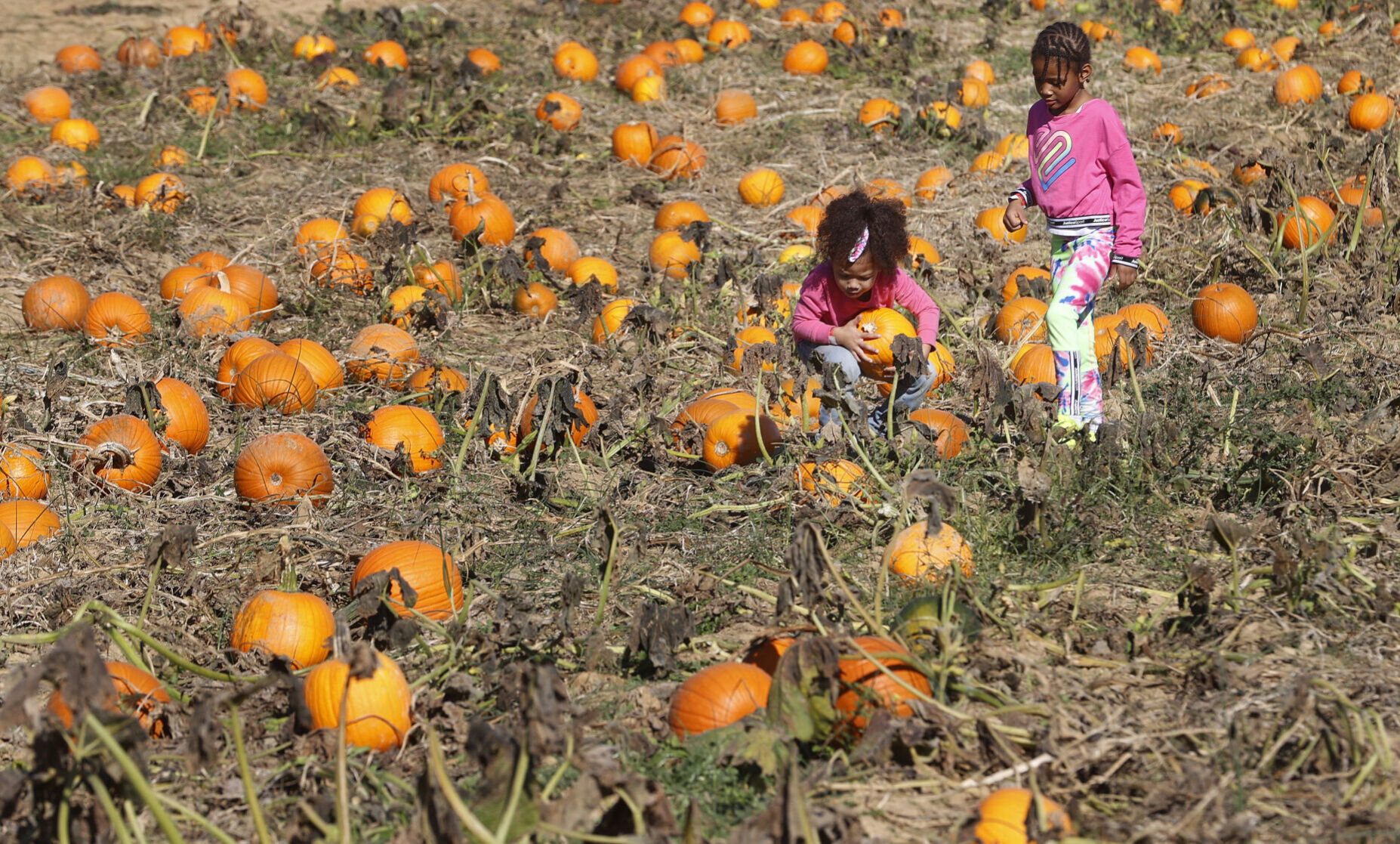 20221023_MET_PUMPKIN_AWE04